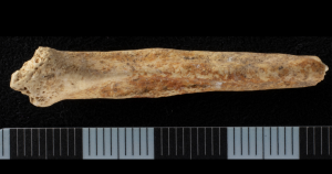 First-of-its kind 2,000-year-old painted penis bone hints at long-lost British ritual